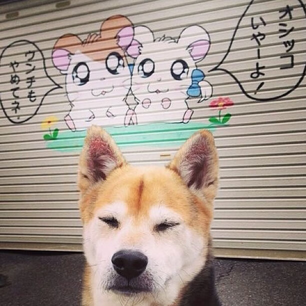 _冰雪马拉松：白雪覆盖的速度对决_，2020北京冰雪马拉松