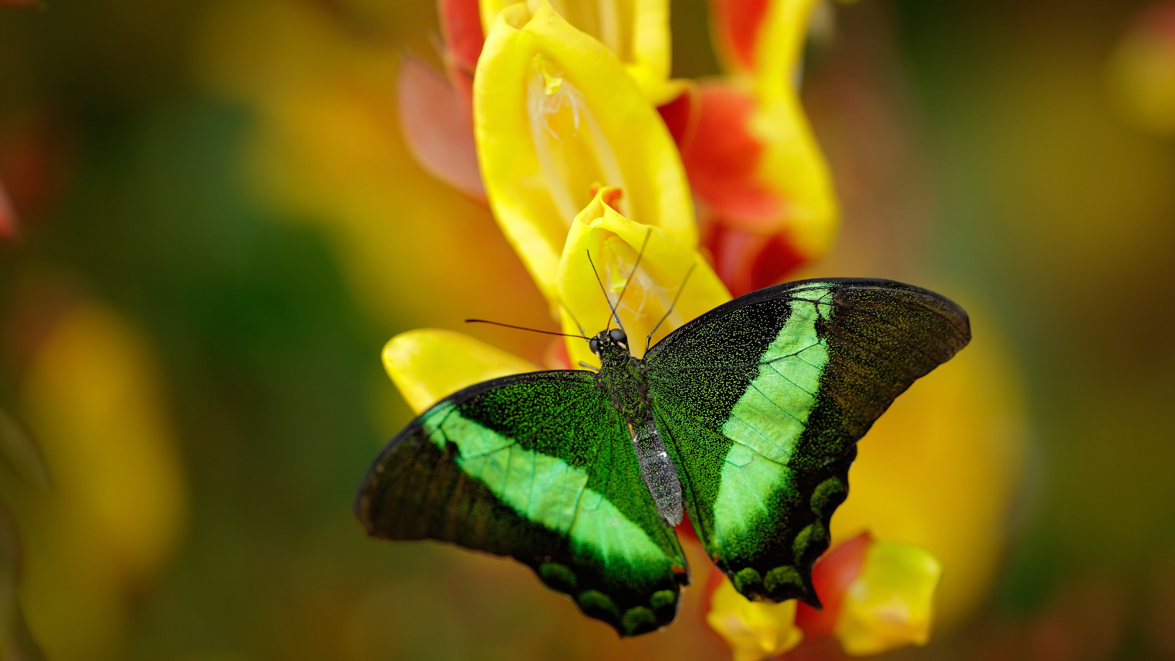 【冠军故事】丁俊晖：打破自我限制的训练奇迹，丁俊晖的经历