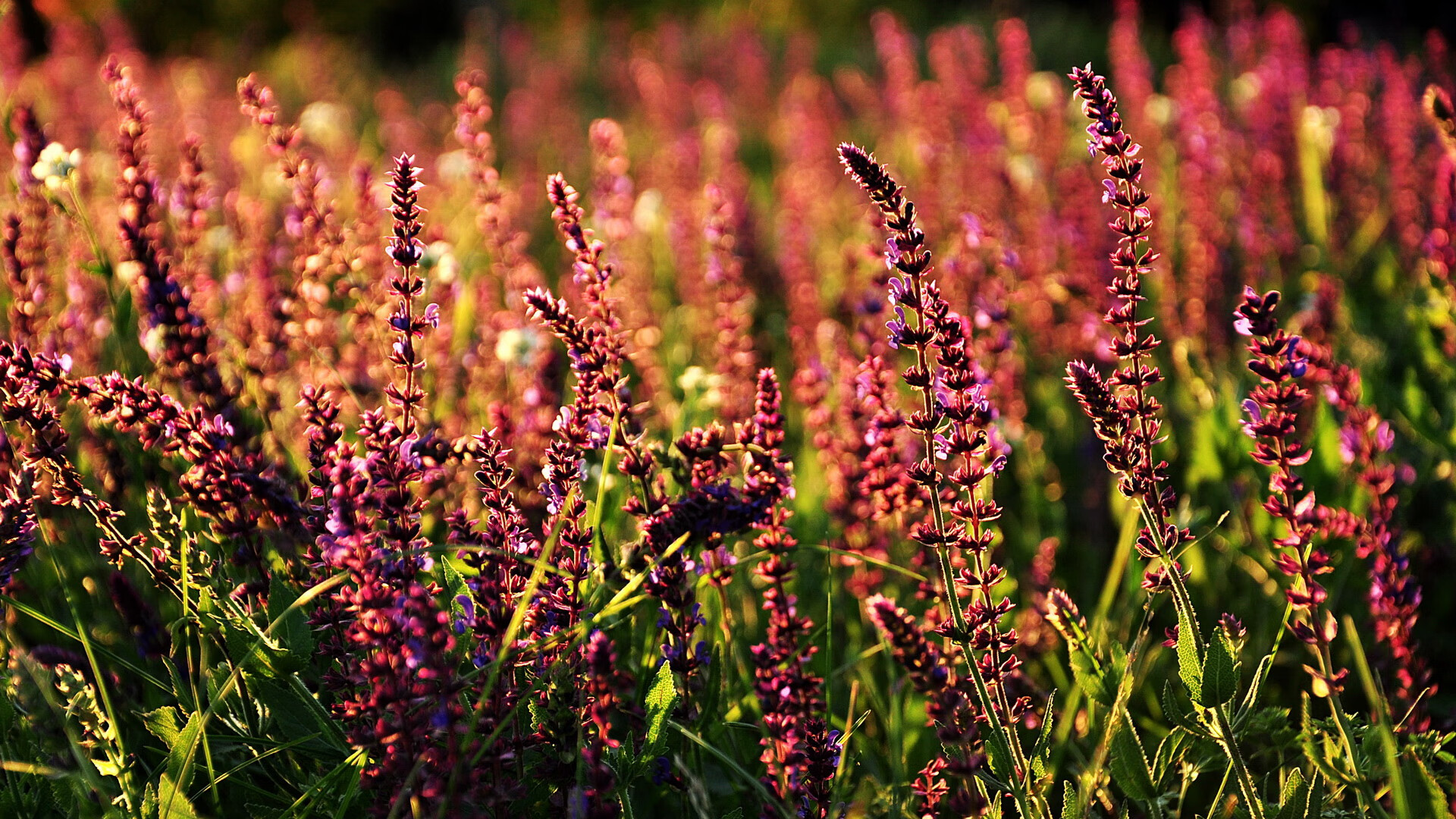 AYX SPORTS-中国足球国际比赛门票销量突破新高，中国足球队票务